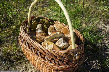 Zaczęło się. Pogoda pomogła grzybiarzom. Tam mają najlepiej w Polsce