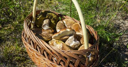 Zaczęło się. Pogoda pomogła grzybiarzom. Tam mają najlepiej w Polsce