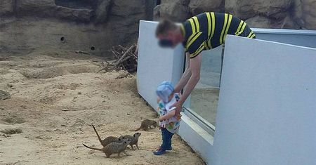ZOO w Zamościu. Ojciec wsadził dziecko za ogrodzenie drapieżnych ssaków