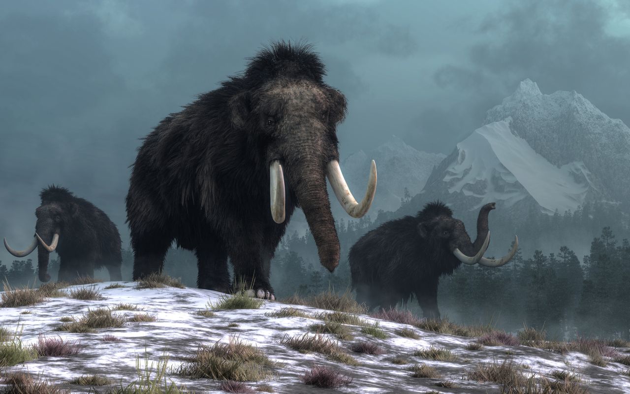 Mammoth - illustrative graphics