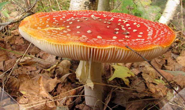 Aplikacja Dnia: The Mushroom Book, wyrusz z iPhone'em do lasu na grzyby! 1