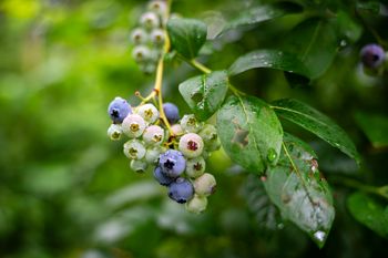 Jak i kiedy sadzić borówkę? Z tą metodą zbiory będą większe o 50 proc.