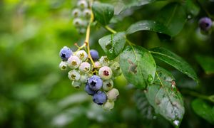 Jak i kiedy sadzić borówkę? Z tą metodą zbiory będą większe o 50 proc.