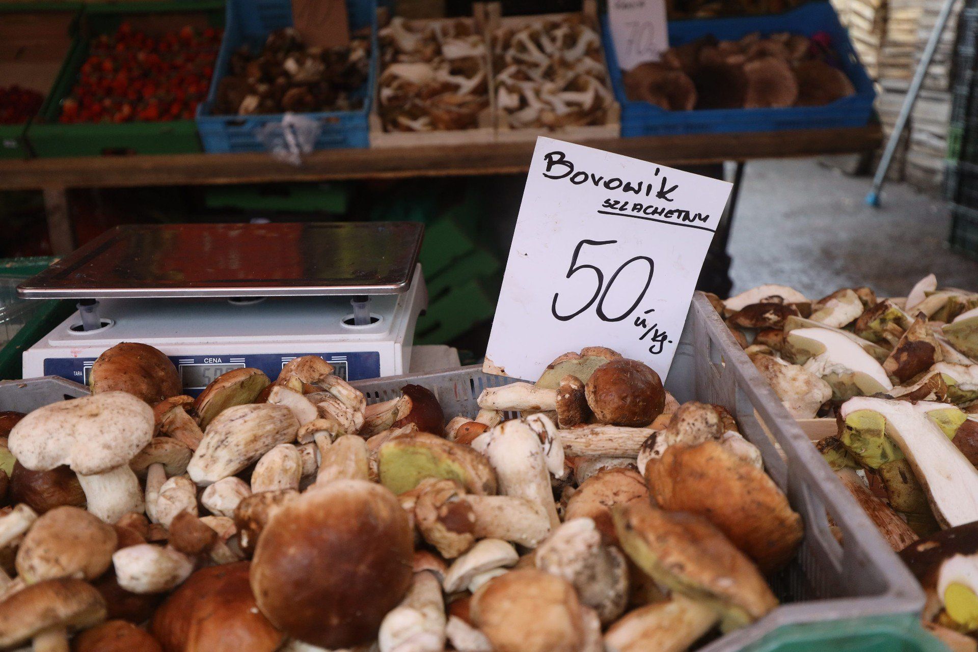 Ceny grzybów na Targowisku miejskim w Dąbrowie Górniczej