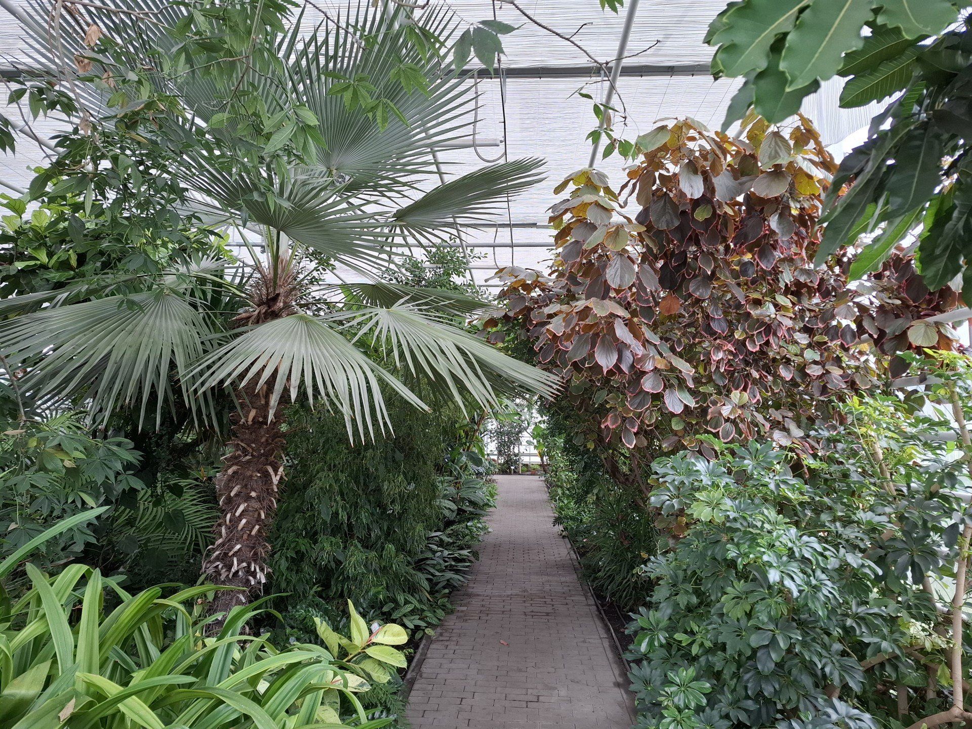 Tu w Bydgoszczy rosną palmy i banany