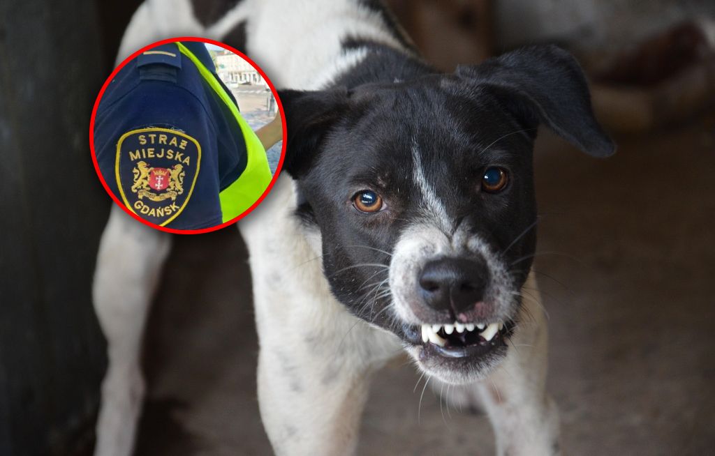 Tak ukarano właścicielkę. Pies forsował płot i atakował przechodniów