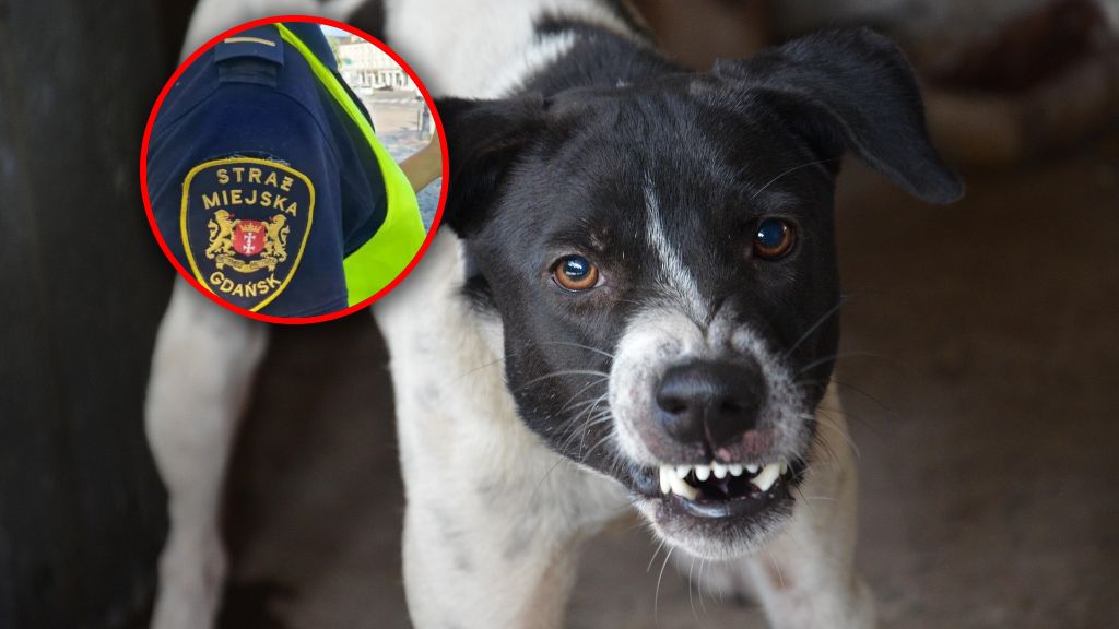 Straż miejska w Gdańsku ukarała właścicielkę agresywnego psa