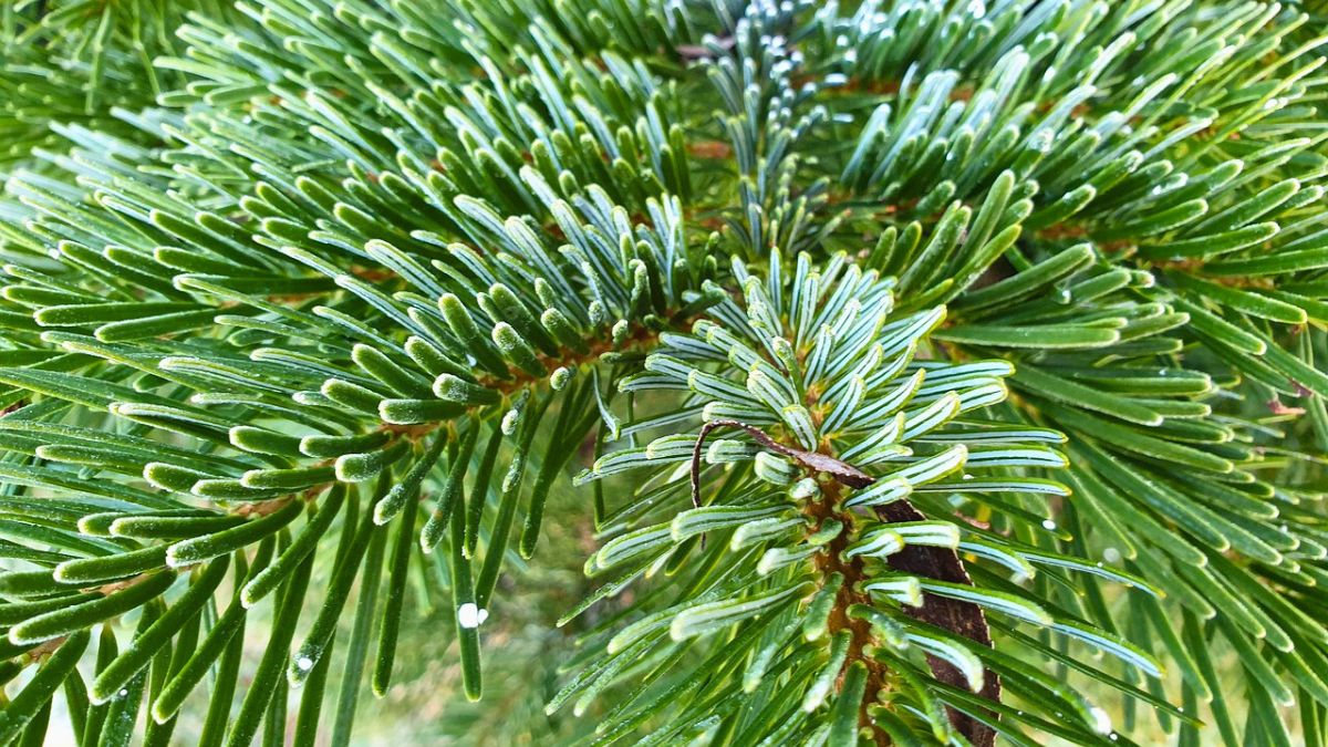 Dzięki temu jodła kaukaska nie zrzuci igieł 
