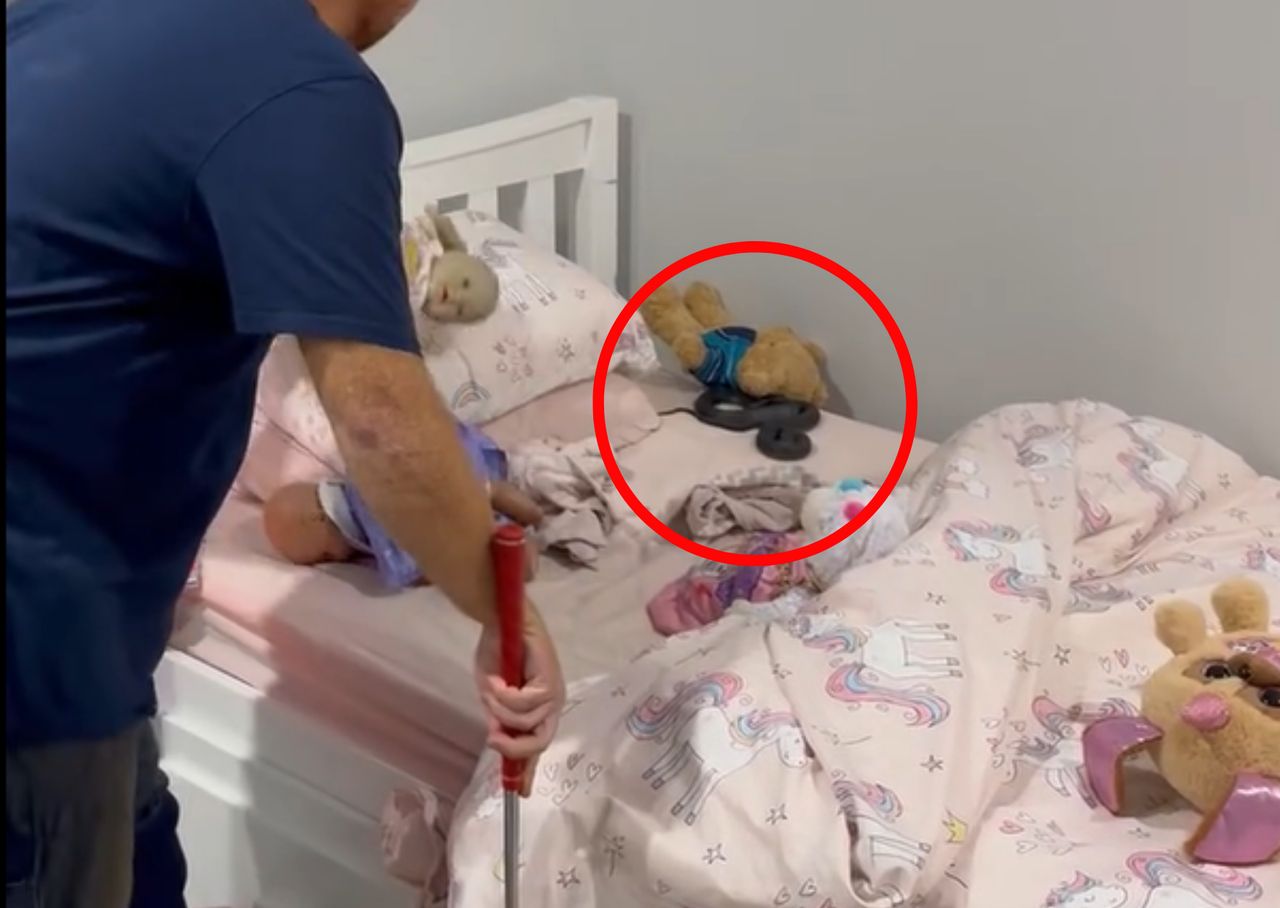 Venomous red-bellied black snake found in child's bed in Queensland