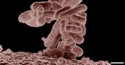 Antybiotyk narzędziem kontrwywiadu? Bakterie mogą skrywać ważne informacje