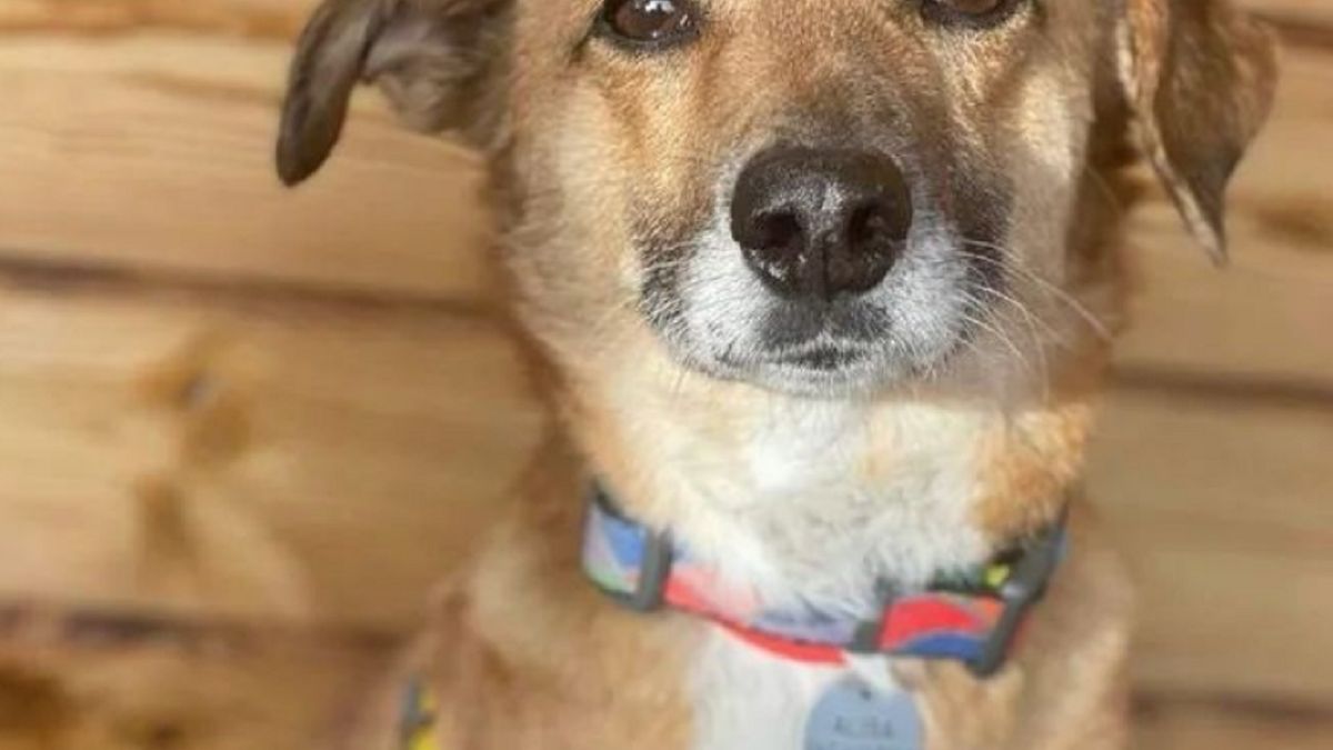 2-letnia suczka została zakopana żywcem.