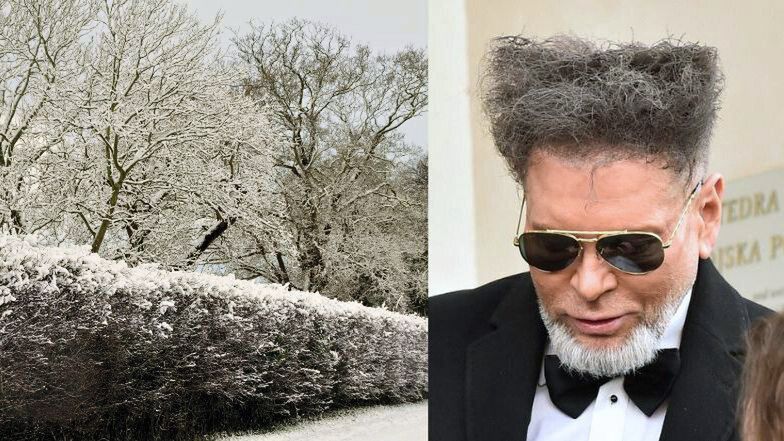 Żywopłoty, które wyglądają jak Krzysztof Rutkowski