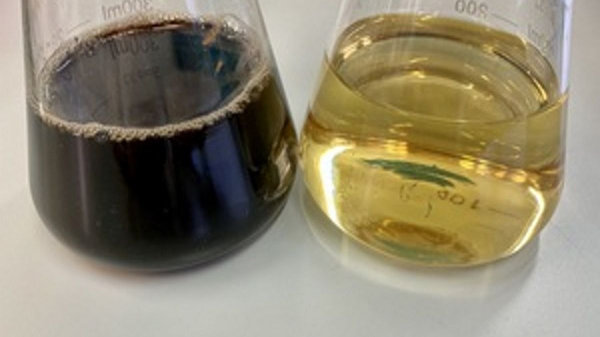 Po prawej - pożywka dla bakterii Po lewej - bakterie z substancją