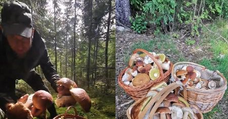 Polak poszedł na grzyby w Norwegii. Ludzie patrzą i nie wierzą