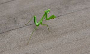 Przedostały się do Polski. Najgorsze, co możesz zrobić, gdy spotkasz