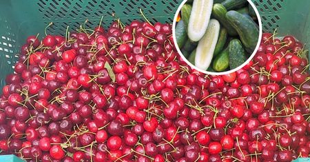 Takie ogórki i czereśnie nam sprzedają. Kontrolerzy ujawniają