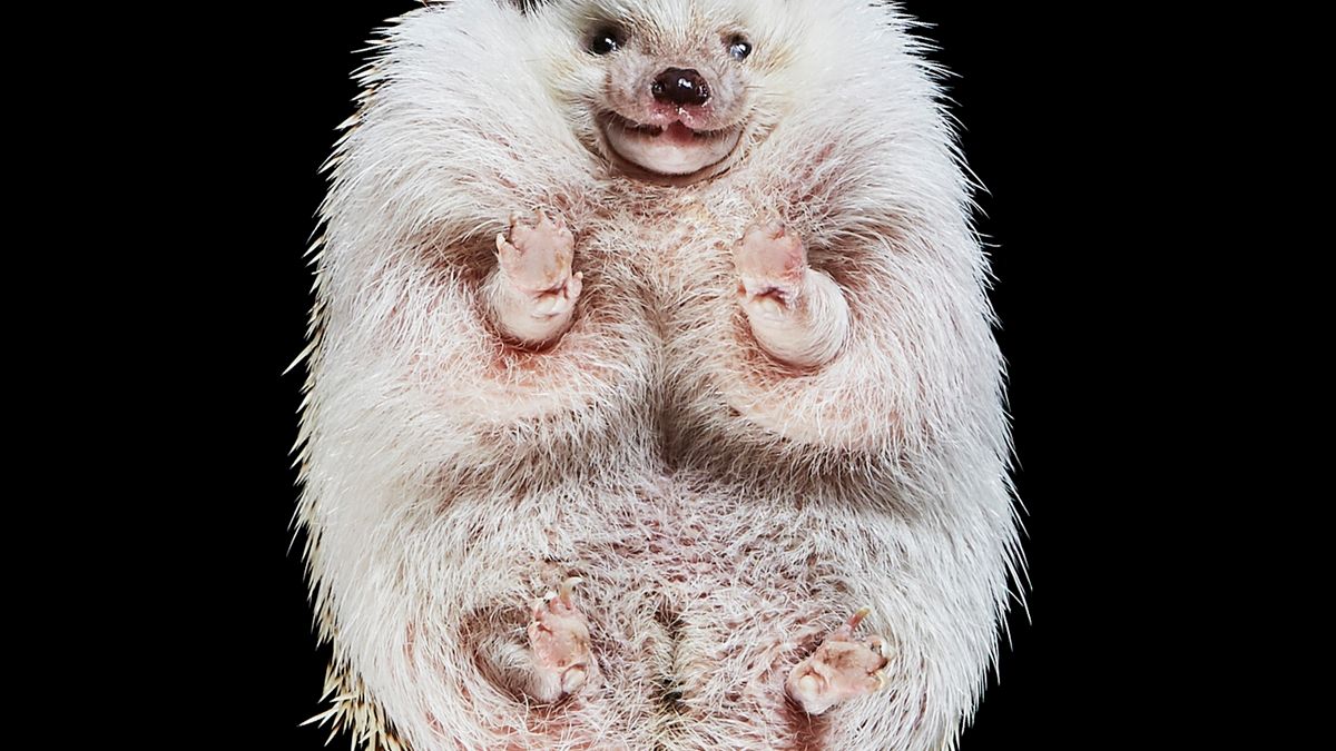 Ujęcia zwierząt od dołu. Świeże spojrzenie na fotografię fauny 1