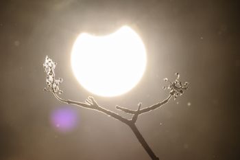 Dziwne zachowanie lasu podczas zaćmienia. Naukowcy wskazali powód