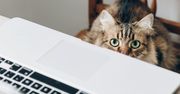 Koronawirus krzyżuje plany. Google, Microsoft, Cisco i inni pomagają w nauce i pracy zdalnej
