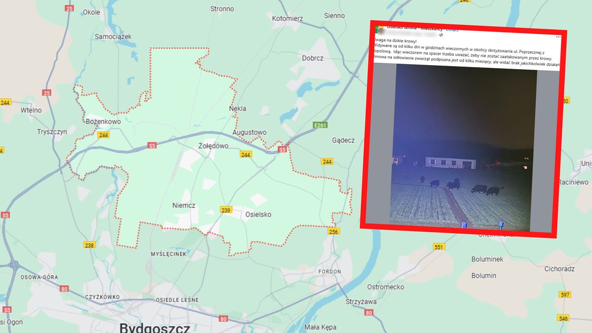 Przestrzegła przed dzikimi krowami.