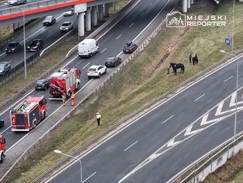 Na trasie S8 przewróciła się przyczepa z końmi