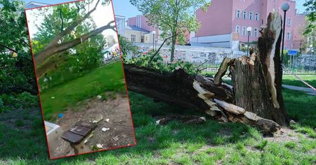 Najpierw było słychać trzaski, a po chwili drzewo runęło na pobliski plac zabaw. Cudem uniknął śmierci!