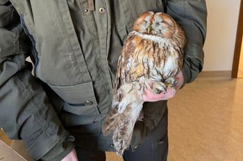 Siedziały przy drodze. Osłabione i zziębnięte. Leśnicy się nie wahali