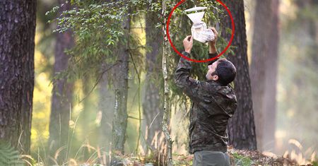 "Prosimy". Leśnicy wskazują na tajemnicze worki na drzewach