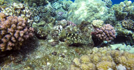 Co wiesz o mieszkańcach mórz i oceanów? Sprawdź się w wymagającej krzyżówce