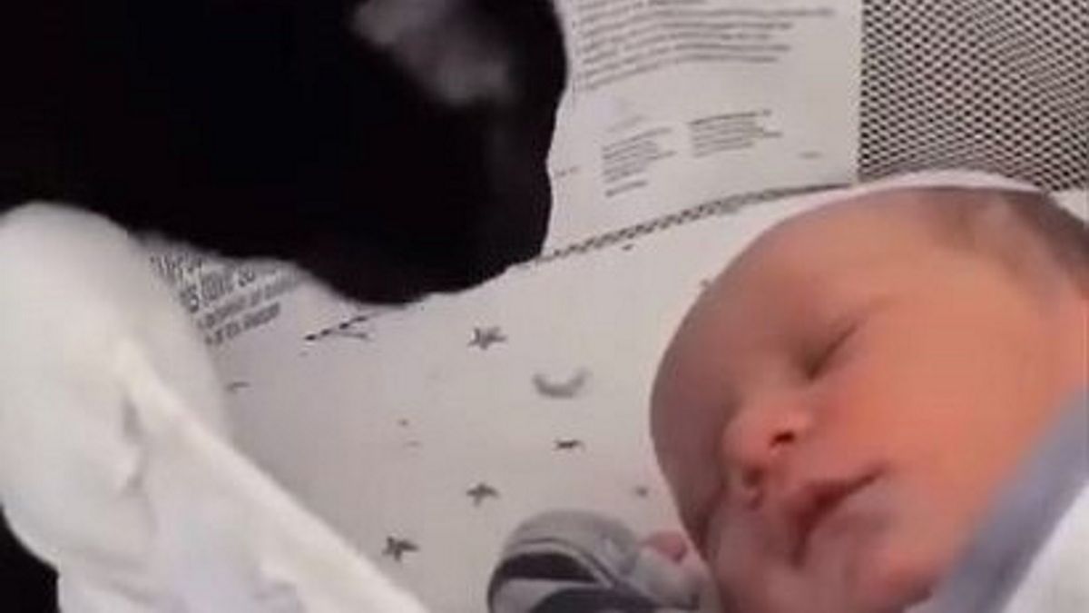  Hitem w sieci stało się nagranie, na którym widzimy czarnego psa, wcielającego się w rolę opiekuna niemowlaka.