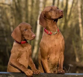 The Importance of Probiotics for a Dog's Digestive System