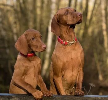 The Importance of Probiotics for a Dog's Digestive System