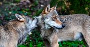 Niezwykła więź wilczej pary. Przyrodnicy zaobserwowali coś ciekawego