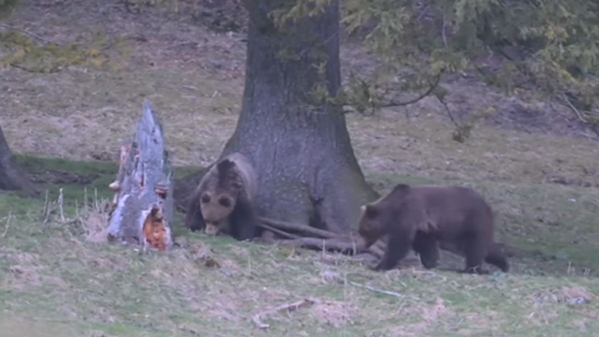 Niedźwiedzie na zakopiańskich Kuźnicach.