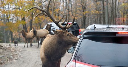 Nie tylko Europa. Quebec również chce zakazać sprzedaży aut spalinowych