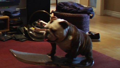 Zwierzęta lubią grę Tony Hawk RIDE 1