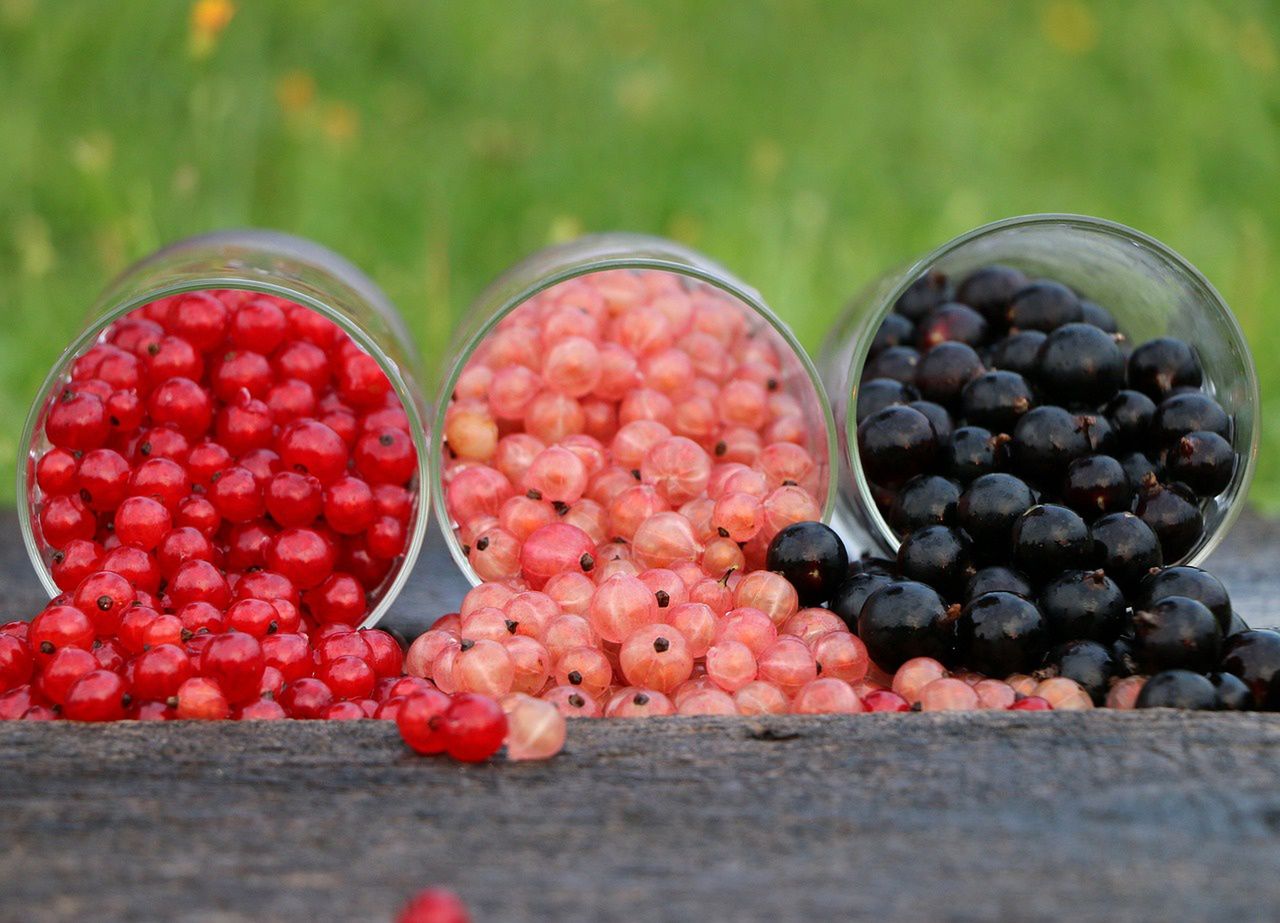 When is the season for currants?