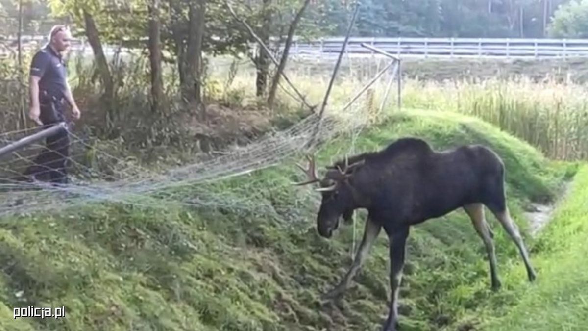 Na pomoc uwięzionemu w siatce łosiowi ruszyli Białobrzescy policjanci.