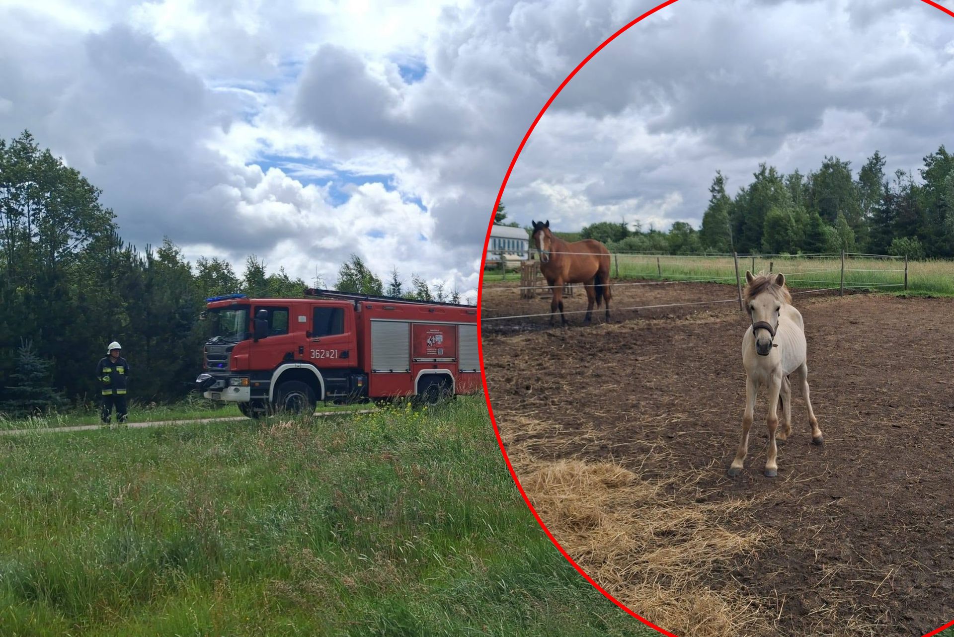 Makabryczne sceny na wybiegu. Konie śmiertelnie porażone prądem