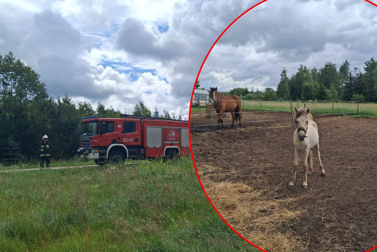 Makabryczne sceny na wybiegu. Konie śmiertelnie porażone prądem