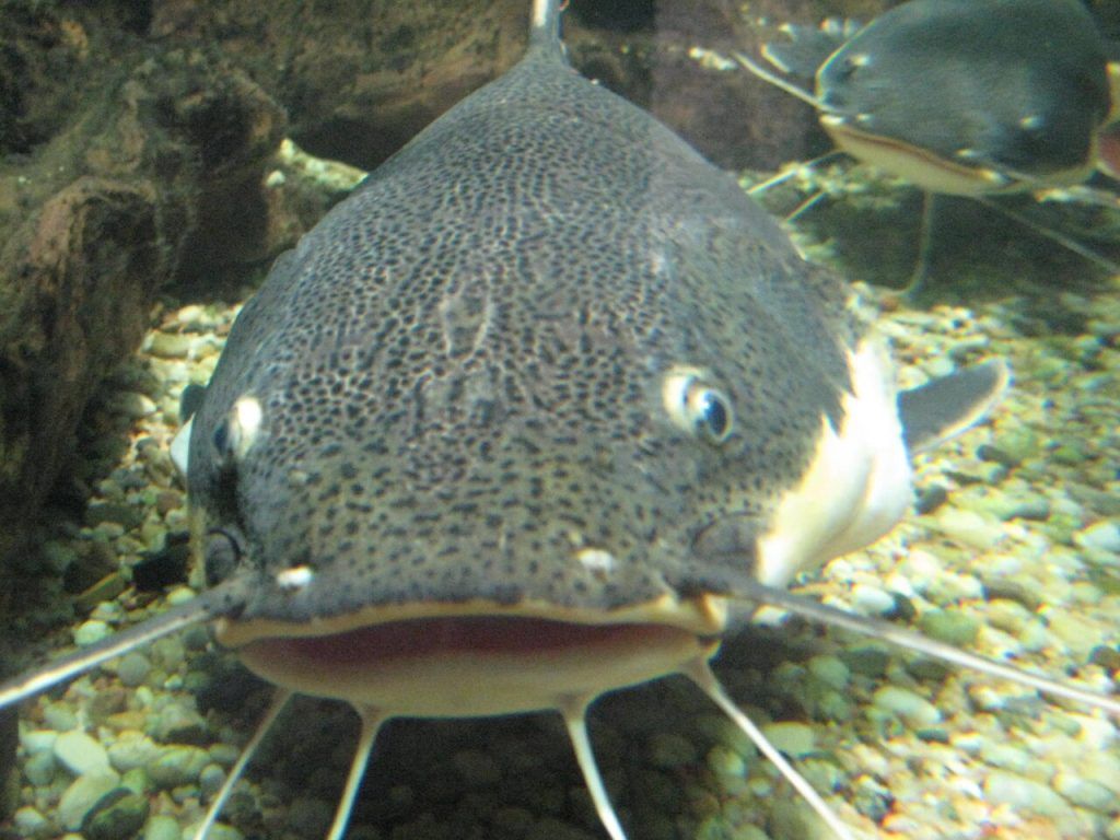 Śląski Ogród Zoologiczny w Chorzowie