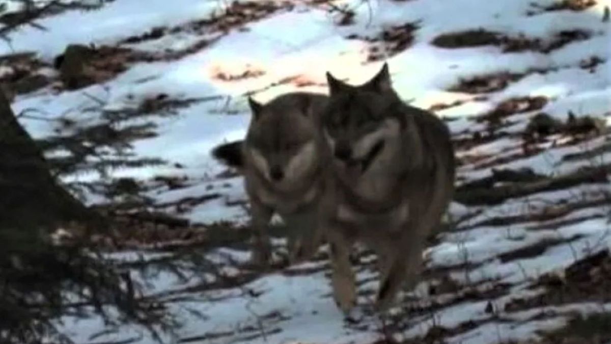 Populacje wilków w Polsce zwiększają się. Zdj. ilustracyjne 