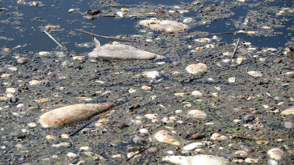 Śnięte ryby w Odrze, sierpień 2022 r.