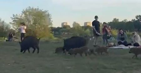 Wideo z Warszawy. "Podchodziły i wsadzały ludziom pyski w grille"