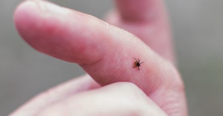 Spryskaj tym ogród. Zapomnisz, jak wyglądają kleszcze