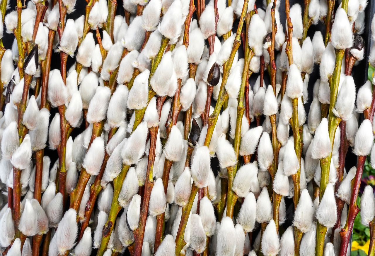 Babcia zbierała "kotki" i zalewała mlekiem. Nie ma nic lepszego na wzmocnienie po zimie