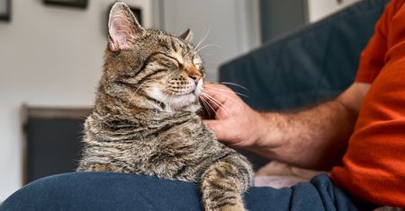 Twój kot tak się zachowuje? To znak, że cię kocha