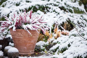 Zrób to w styczniu. Wiosną zapomnisz o mszycach