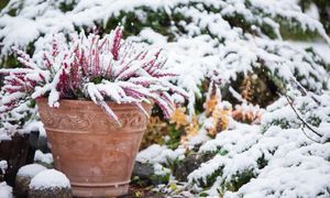 Zrób to w styczniu. Wiosną zapomnisz o mszycach