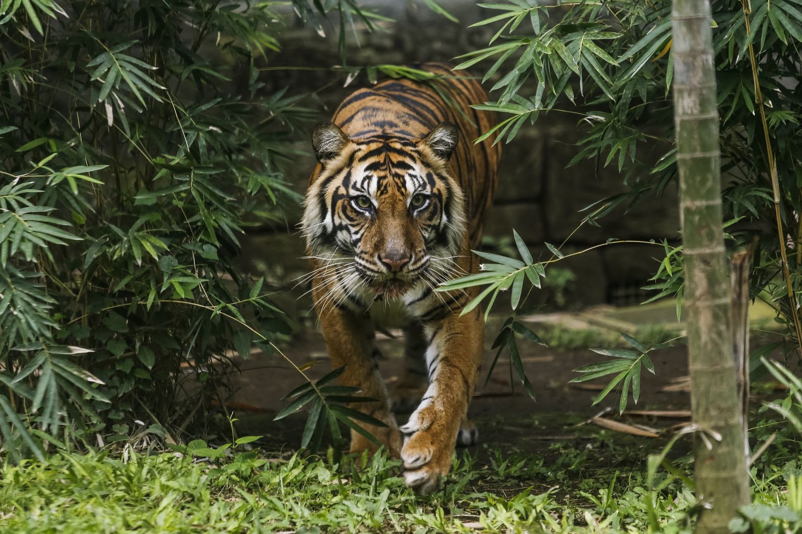 Tygrysy uciekły z klatki. Nie żyje pracownik zoo w Borneo
